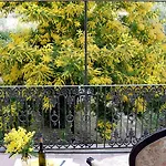 بيت ضيافة La Nei Fiori فلورنس
