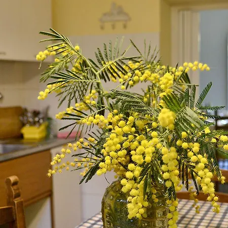 La Nei Fiori