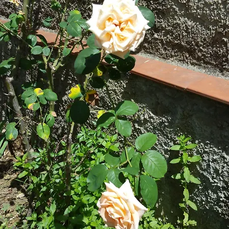 La Nei Fiori 2*