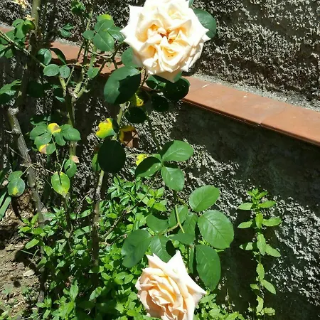 La Nei Fiori 2*